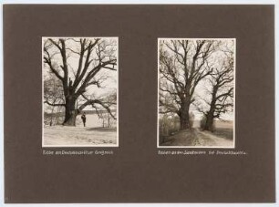 Referenzmappe 3/17 des Fotografen Walter Möbius : Mappenblatt 72 mit zwei Fotografien (Eiche am Deutschbaselitzer Großteich mit Rudolf Zimmermann und Eichen an den Großbaselitzer Sandteichen, Aufnahmen 1929)