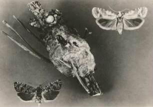 Kiefernharzgallenwickler (Petrova resinella, Synonym: Evetria resinella), links, mit herausgearbeiteter Puppe. Rechts Kiefernknospentriebwickler oder Kieferntriebwickler (Rhyacionia buoliana)