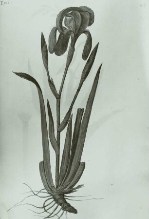 Pflanzenhandschrift, Bastardschwertlilie (Iris spuria L.),