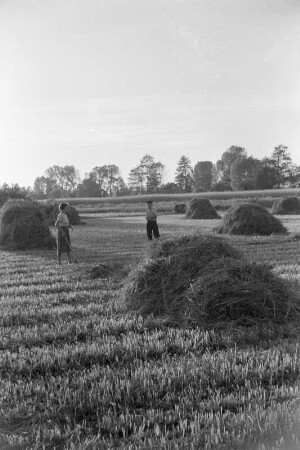 Spreewald um 1940. Heuernte auf den Wiesen. : Błóta wokoło 1940. Synowe žně.