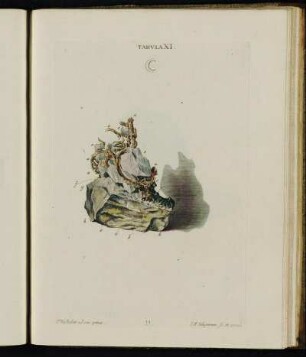 Tabula XI.