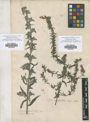 Echium