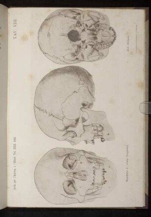 Tav. VIII [siehe römische Paginierung]
