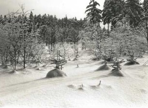 Osterzgebirge. Fichtenwald am Kahleberg