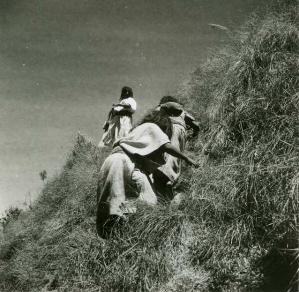 Arhuacofrauen schneiden Gras zum dachdecken