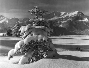 Winter Tannen : Winterbilder. Schneebedeckter kleiner Nadelbaum im Gebirge (vielleicht in den Allgäuer Alpen)