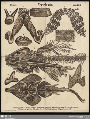 Tafel 34: Vertebrata : Pisces : Ganoidei