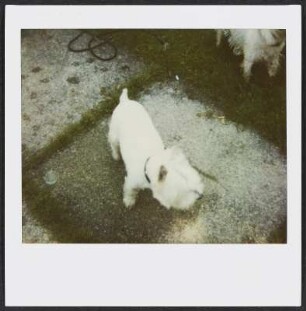 Zwei Hunde in Solothurn