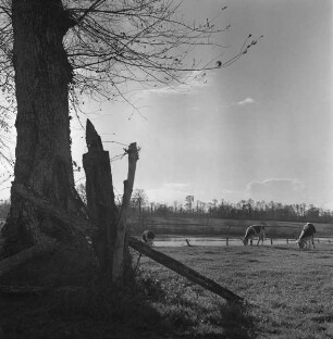 Kühe auf einer Weide mit Baum und kaputtem Zaun (Aufnahme im Rahmen der Fotokampagne im besetzten Frankreich)