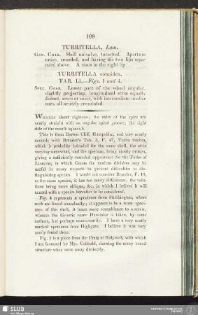 Turritella conoidea. Tab. LI. - Figs. 1 and 4