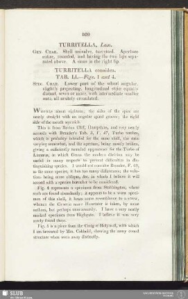 Turritella conoidea. Tab. LI. - Figs. 1 and 4