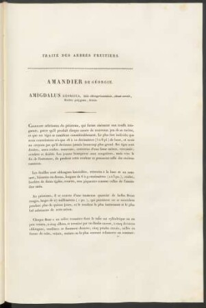 Amandier De Géorgie. Amygdalus Georgia, ...