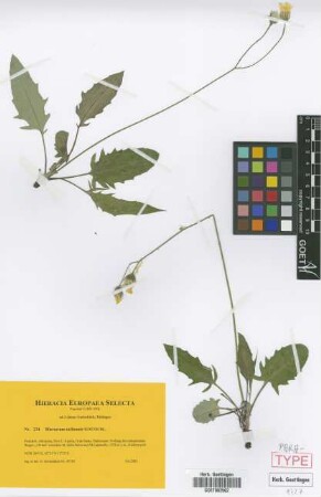 Hieracium exilicaule Gottschl. [paratype]
