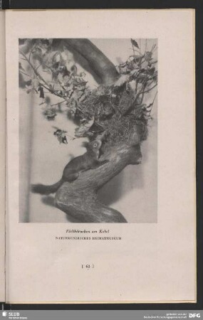 Eichhörnchen am Kobel