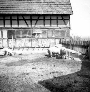 Mastschweine im Auslauf