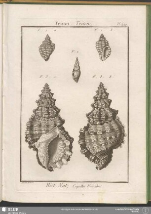 Pl. 420. Triton. Triton