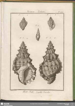 Pl. 420. Triton. Triton