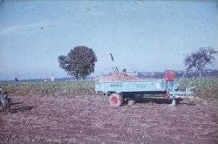 Fotografie: Miststreuer, Einachsanhänger, Kartoffel, Transportgerät