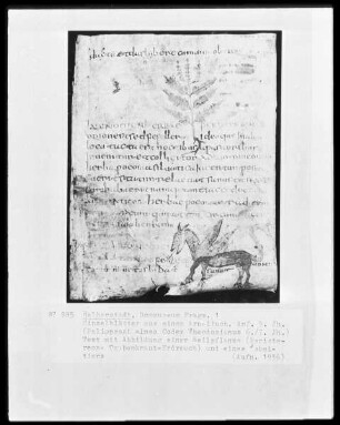 Text mit Abbildung einer Heilpflanze (Peristereon, Taubenkraut, Erdrauch)