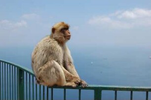 Gibraltar - Affe auf dem Geländer : Ein Makake-Äffchen sonnt sich auf dem Geländer an der Aussichtsplattform auf dem "Upper Rock", aufgenommen im Mai 2007