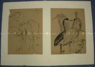 Vogelstudien, 2 Blatt