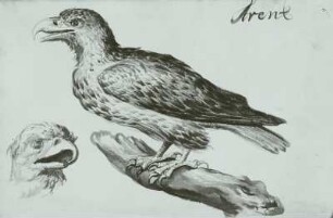 Holländisches Vogelbuch: "Arent - Adler"