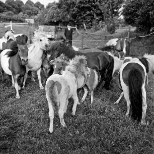 Sportveranstaltung: Pferdeleistungsschau: Reit- und Fahrverein Trittau und Umgebung von 1922 e.V.: Ponys und Fohlen des Ponygestüts Auberghof auf eingezäunter Weidefläche: im Hintergrund Mann