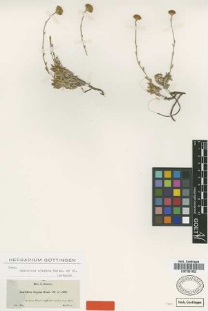 Santolina elegans Boiss. ex DC. [isotype]