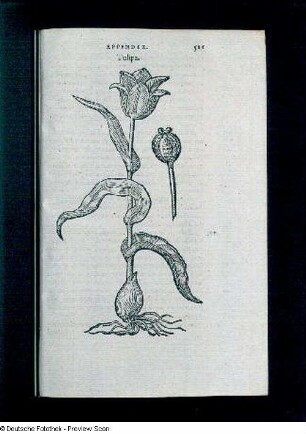 Tulipa, Seite 211