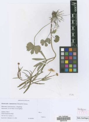 Ranunculus carpinetorum E. H&ouml;randl & W. Gutermann[paratype]