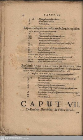 Caput VII. De Renibus, Ureteribus, & Vesica urinaria