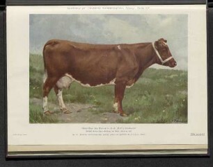 Amerikanische Guernsey-Kuh "Yeksa Sunbeam"