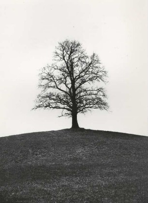 Der Baum auf dem Felde bedeutet des Menschen Leben, 5. Moses 20, 19