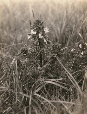 Sumpf-Läusekraut (Pedicularis palustris). Insel Usedom