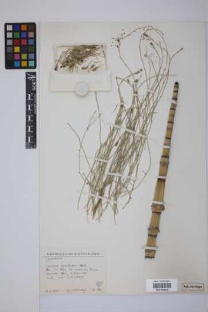 Equisetum giganteum L.