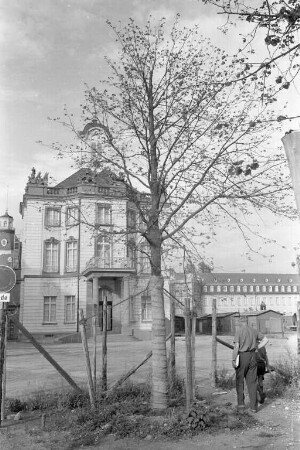 Neugepflanzte Linden am Schloßplatz.