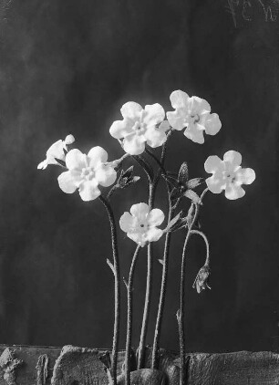 Blütenstand des Vergißmeinnicht (Myosotis)