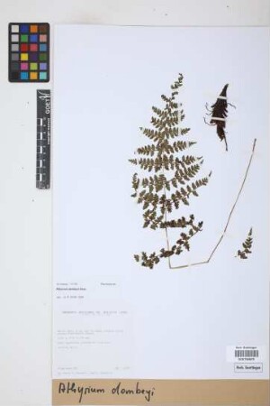 Athyrium dombeyi Desv.