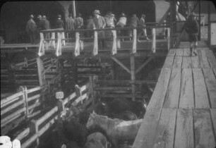 Viehmarkt (Lateinamerika-Aufenthalte 1928/1942 – 1. Chile 1928)