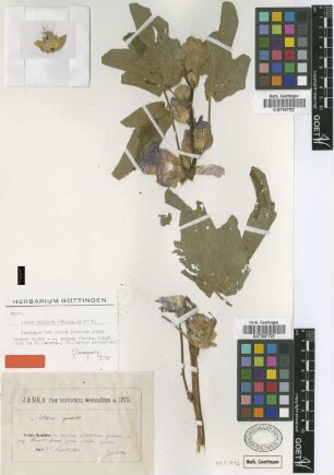 Alcea pontica Janka [isotype]