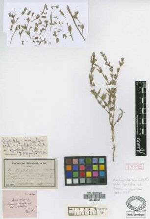 Ditassa campestris Griseb. [syntype]