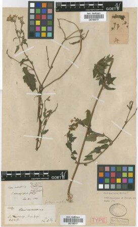 Verbena scrobiculata Griseb. [type]