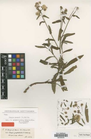 Conyza gnaphalioides Sch.Bip. ex A.Rich. [isotype]