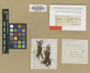Polytrichum xanthophilum Wilson ex Mitt. [type]
