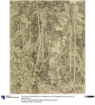 Waldinterieur mit Schlinggewächsen