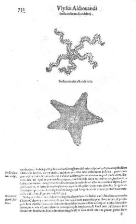 Stella echinata Rondeletij. - Stella reticulata Rondeletij.