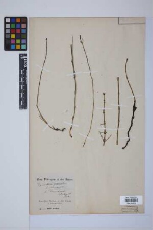 Equisetum palustre L.