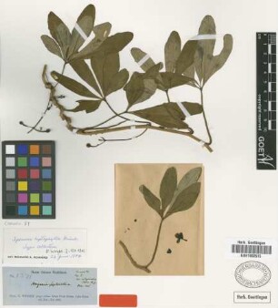 Ipomoea heptaphylla Griseb. [type]