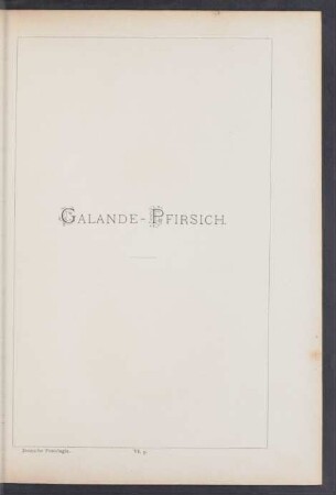 VI. 5. Galande-Pfirsich