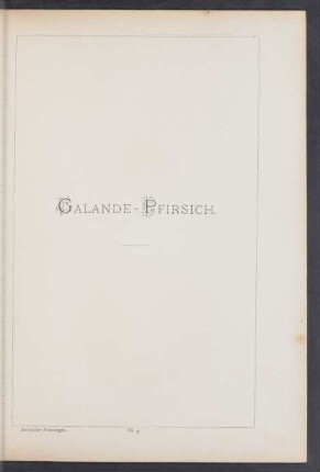 VI. 5. Galande-Pfirsich